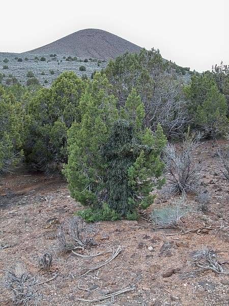 Kombat UK Adults Full 5 Piece Ghillie Camouflage Suit