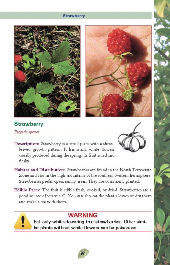 Pocket Guide to Edible Plants Book