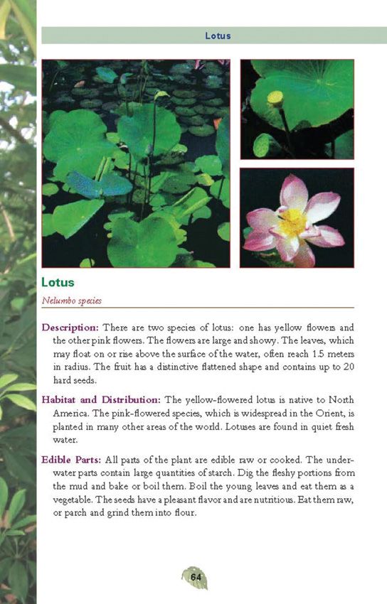 Pocket Guide to Edible Plants Book